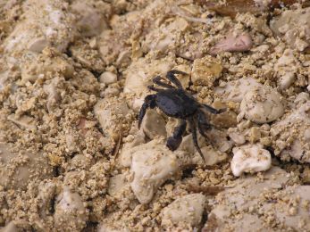 Vorsicht, Ungeheuer am Strand